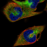 RANBP1 Polyclonal Antibody