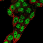 PROX1 Antibody in Immunocytochemistry (ICC/IF)