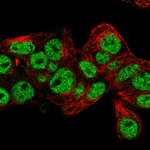 PROX1 Antibody in Immunocytochemistry (ICC/IF)