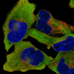 RANBP1 Polyclonal Antibody