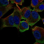 MSI2 Antibody in Immunocytochemistry (ICC/IF)