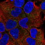 PSMC2 Polyclonal Antibody