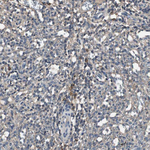 TNFRSF14 Antibody in Immunohistochemistry (Paraffin) (IHC (P))