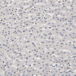 p300 Antibody in Immunohistochemistry (Paraffin) (IHC (P))