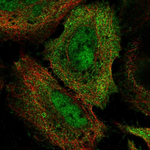 BRD7 Antibody in Immunocytochemistry (ICC/IF)