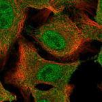 STUB1 Antibody in Immunocytochemistry (ICC/IF)