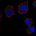 CD226 Polyclonal Antibody