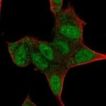 ISL1 Polyclonal Antibody