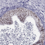 PAX2 Antibody in Immunohistochemistry (Paraffin) (IHC (P))
