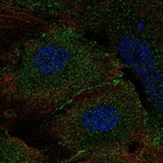 MLKL Polyclonal Antibody