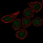 CX3CR1 Polyclonal Antibody