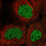 Caspase 2 Polyclonal Antibody
