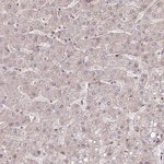 Caspase 2 Antibody in Immunohistochemistry (Paraffin) (IHC (P))
