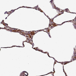 Caspase 2 Antibody in Immunohistochemistry (Paraffin) (IHC (P))