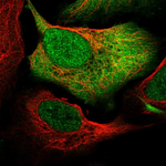 SRC1 Polyclonal Antibody
