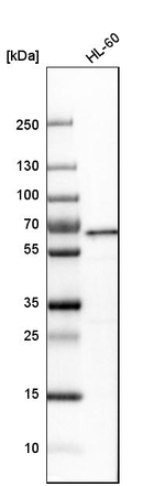 YY1 Antibody in Western Blot (WB)