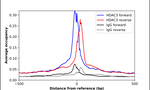 HDAC3 Antibody in ChIP Assay (ChIP)
