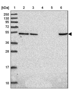 HDAC3 Antibody in Western Blot (WB)