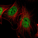 SP1 Polyclonal Antibody