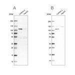 SP1 Antibody in Western Blot (WB)
