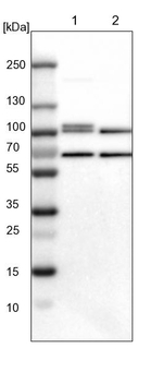 STAT5 alpha Antibody in Western Blot (WB)