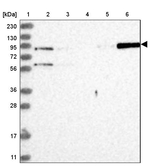 STAT5 alpha Antibody in Western Blot (WB)