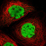 c-Fos Polyclonal Antibody