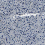 c-Fos Antibody in Immunohistochemistry (Paraffin) (IHC (P))