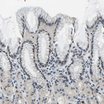 c-Fos Antibody in Immunohistochemistry (Paraffin) (IHC (P))