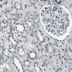 c-Fos Antibody in Immunohistochemistry (Paraffin) (IHC (P))