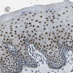 c-Fos Antibody in Immunohistochemistry (Paraffin) (IHC (P))