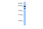 ZSCAN5B Polyclonal Antibody