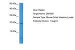 ZNF580 Antibody in Western Blot (WB)