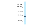 ZNF354A Antibody in Western Blot (WB)