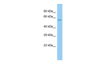 ZNF18 Polyclonal Antibody