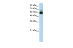 ZKSCAN4 Polyclonal Antibody