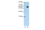 ZKSCAN4 Polyclonal Antibody