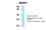 WISP1 Polyclonal Antibody
