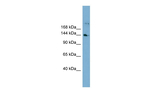 WDR35 Antibody in Western Blot (WB)