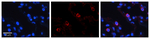 VARS Antibody in Immunohistochemistry (Paraffin) (IHC (P))