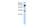 VARS Antibody in Western Blot (WB)