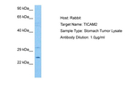 TMED7/TICAM2 Polyclonal Antibody