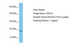 TEX19 Polyclonal Antibody