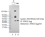 STAC2 Antibody in Immunoprecipitation (IP)