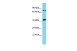 STAC2 Antibody in Western Blot (WB)