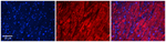 ST5 Polyclonal Antibody