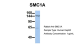 SMC1 Antibody in Western Blot (WB)