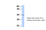 Septin 2 Antibody in Western Blot (WB)