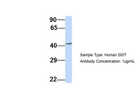 Septin 2 Antibody in Western Blot (WB)