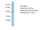 SEC14L4 Polyclonal Antibody